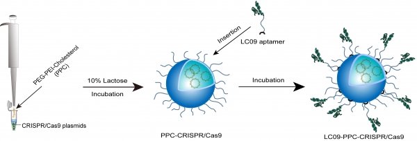 递送系统LC09-PPC-CRISPR/Cas9的制备流程