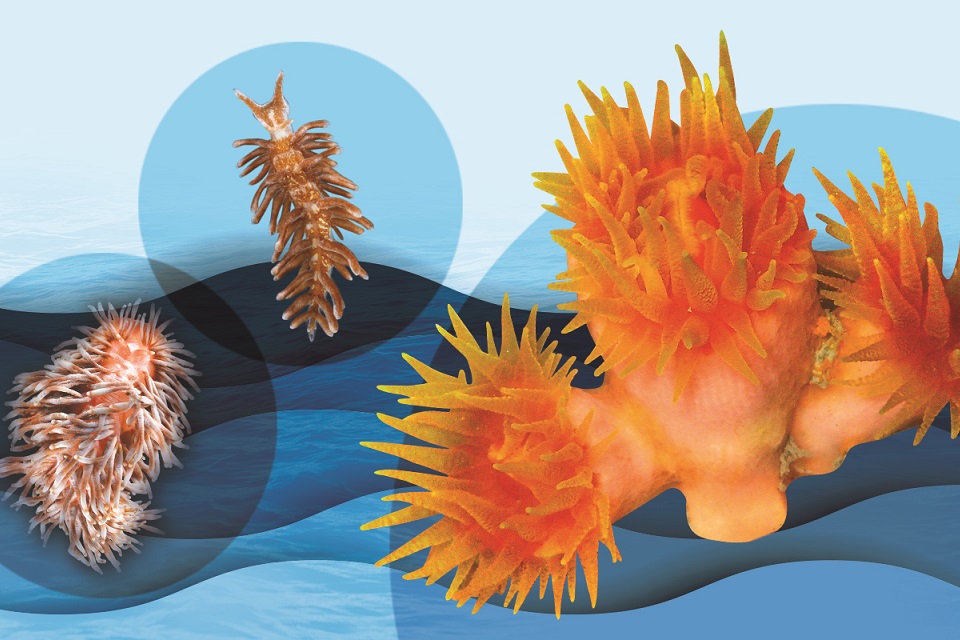 浸大生物学家发现珊瑚和海蛞蝓新物种