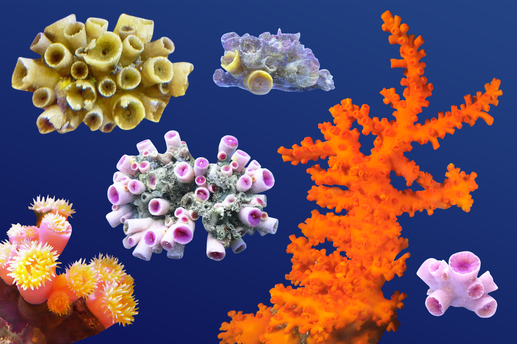 Colourful corals uncovered in Hong Kong waters