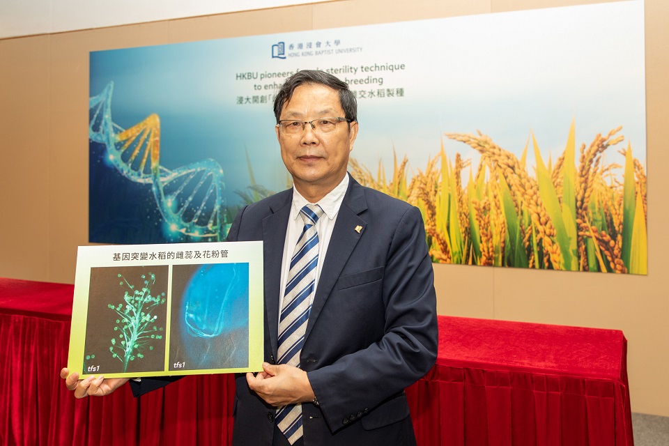 新技術為雜交水稻製種過程帶來突破
