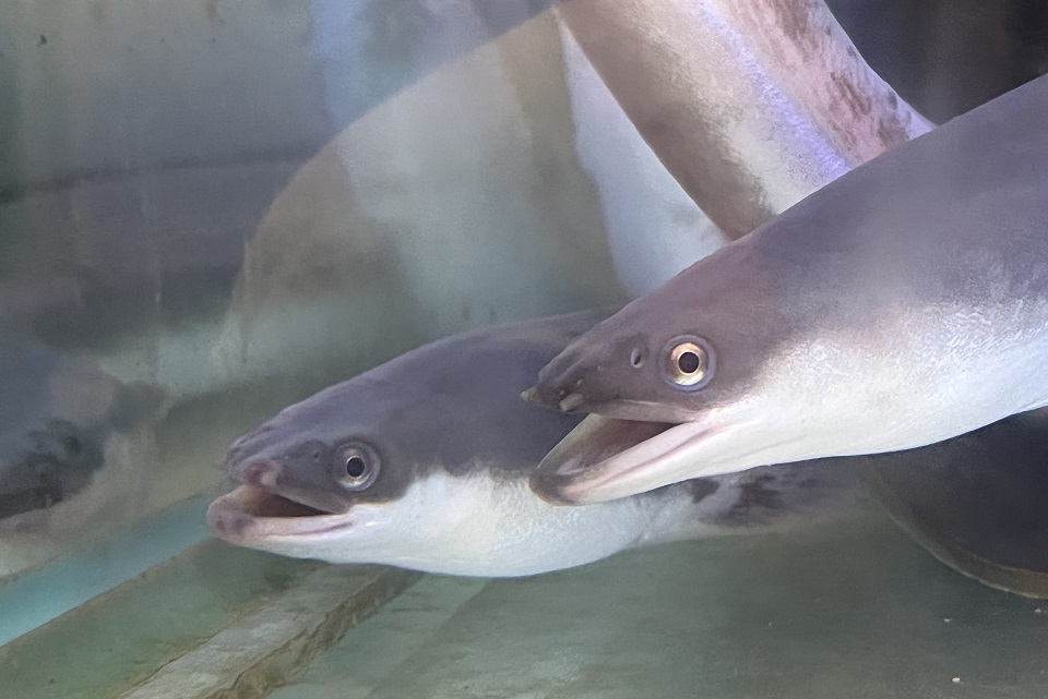 Conserving the Japanese eel