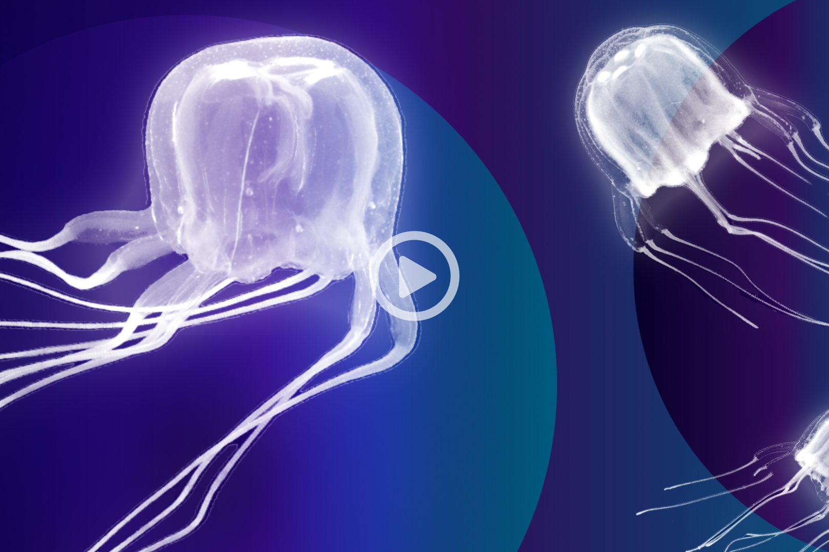HKBU-led team discovers new box jellyfish species