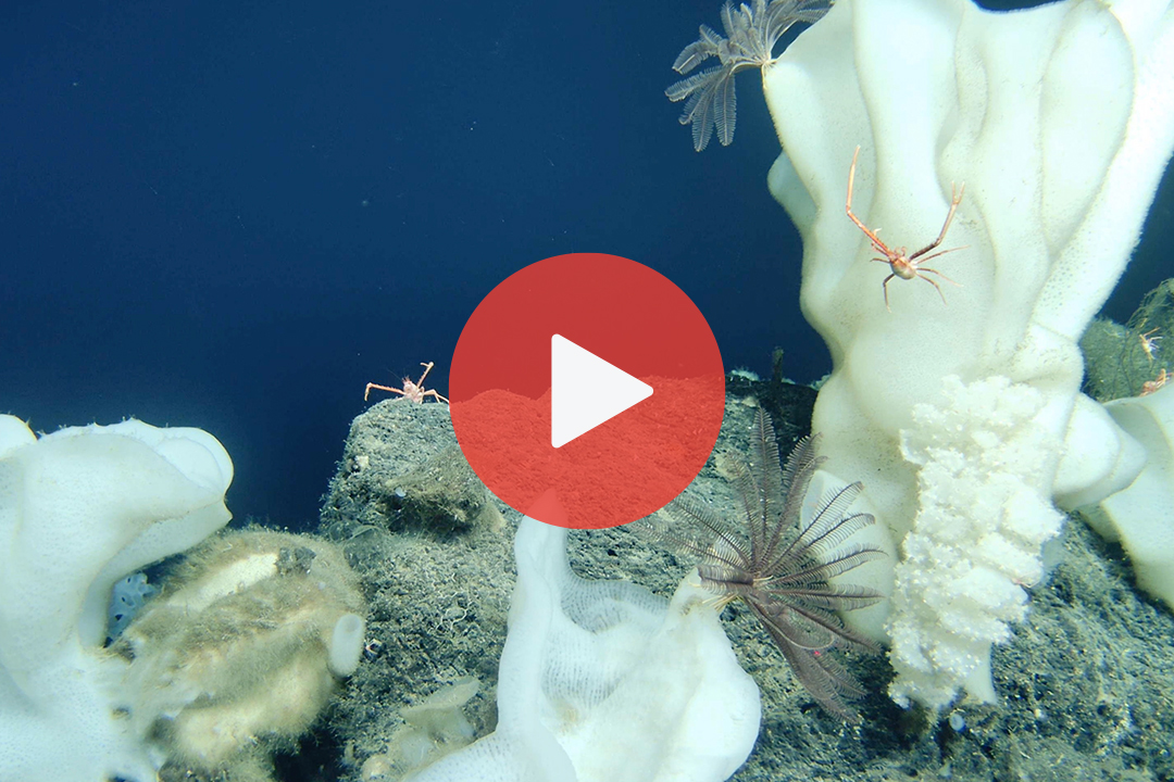 保護海洋生物：深海考察的啟示