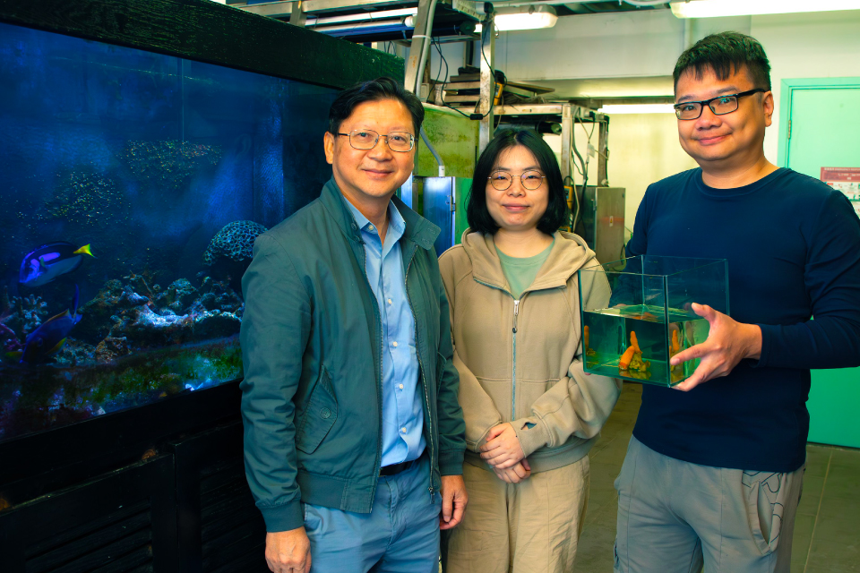 HKBU team discovers new soft coral species in Greater Bay Area waters