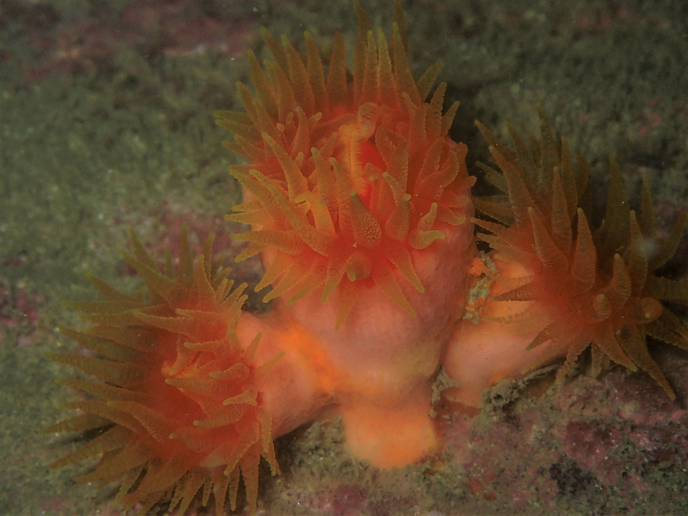 The sun coral Tubastraea megacorallita 