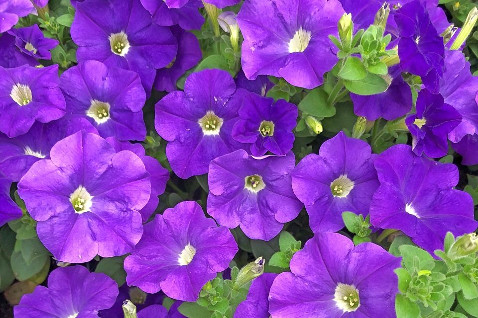 Making sense of the floral scent of petunias