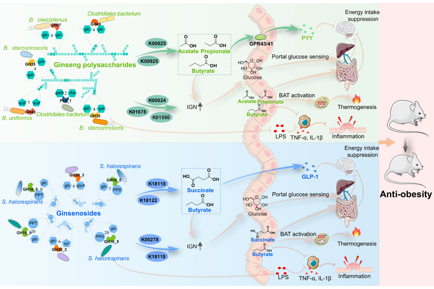 Ginseng’s potential to address high-fat-diet–induced obesity